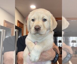 Medium Labrador Retriever