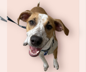 Medium Pointer Mix