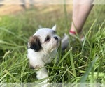 Small Photo #11 Shih Tzu Puppy For Sale in VENETA, OR, USA