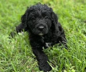 Bernedoodle Puppy for sale in HOUSTON, TX, USA