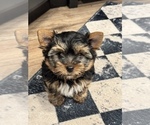 Small #8 Yorkshire Terrier