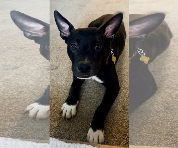 Medium Photo #9 American Pit Bull Terrier-Unknown Mix Puppy For Sale in Sandy, UT, USA
