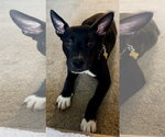 Small #8 American Pit Bull Terrier Mix