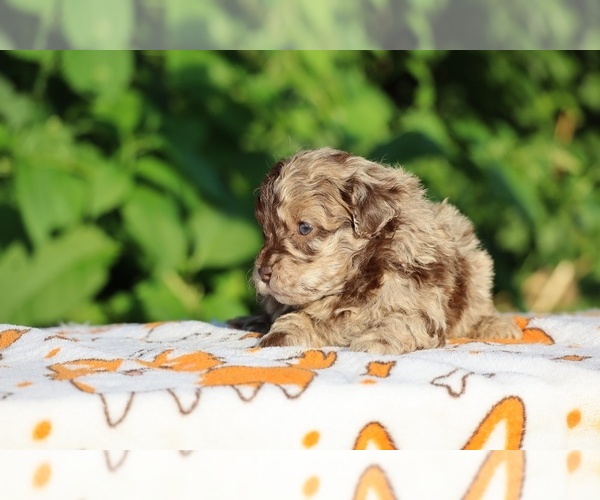 Medium Photo #11 ShihPoo Puppy For Sale in DYERSBURG, TN, USA