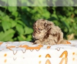 Small #10 ShihPoo