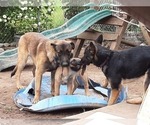Small Photo #23 Malinois Puppy For Sale in ORCHARDS, WA, USA