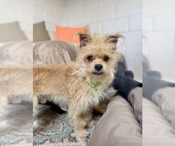 Medium Photo #2 Mutt Puppy For Sale in San Leon, TX, USA