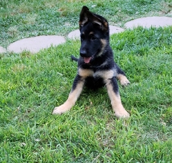German Shepherd Dog Puppy for sale in LAWRENCEVILLE, GA, USA