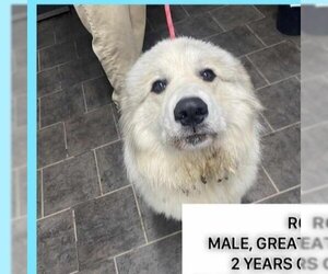 Great Pyrenees Dogs for adoption in Aurora, IN, USA