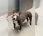 Small Mutt
