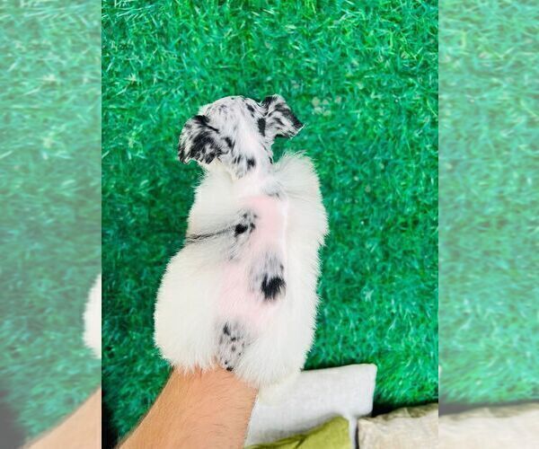 Medium Photo #9 Schnauzer (Miniature) Puppy For Sale in MIAMI, FL, USA