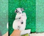 Small Photo #9 Schnauzer (Miniature) Puppy For Sale in MIAMI, FL, USA
