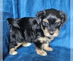 Small #14 Morkie