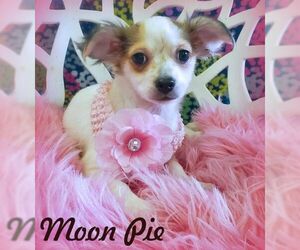 Chihuahua-Unknown Mix Dogs for adoption in Tustin, CA, USA
