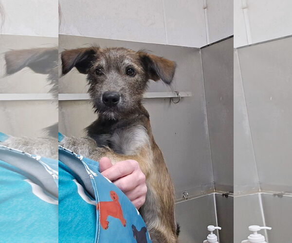 Medium Photo #2 Mutt Puppy For Sale in Columbus, IN, USA