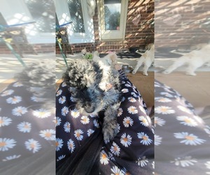 Poodle (Standard) Puppy for sale in MOORESVILLE, NC, USA