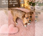 Small #6 Yorkshire Terrier