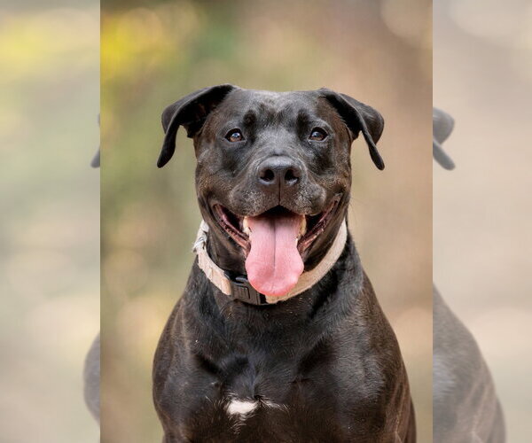 Medium Photo #5 American Staffordshire Terrier-Unknown Mix Puppy For Sale in Lake Forest, CA, USA