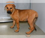 Small Redbone Coonhound Mix