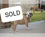 Small Photo #11 American Bulldog Puppy For Sale in EL PASO, TX, USA