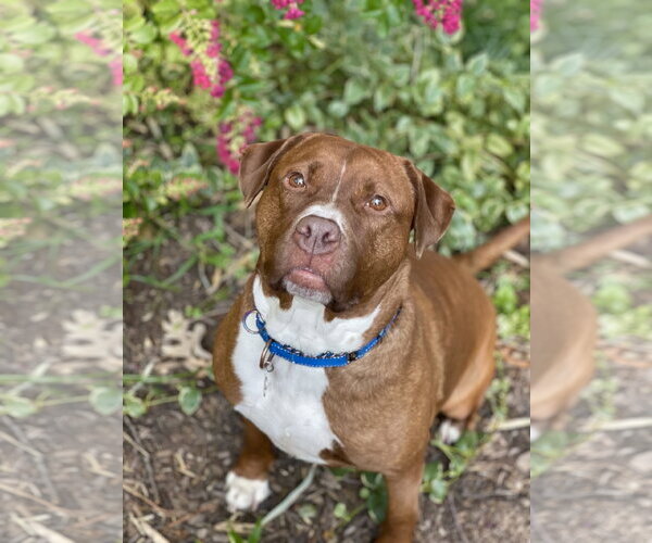Medium Photo #33 Mutt Puppy For Sale in Mount Laurel, NJ, USA