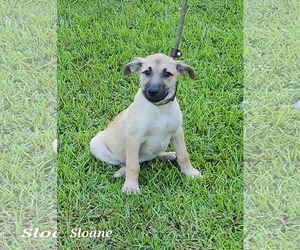Shepradors Dogs for adoption in SHERBURNE, NY, USA