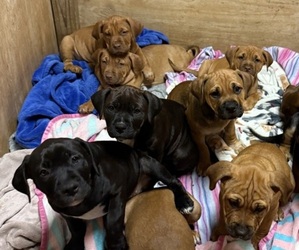 Boxador Litter for sale in NAPERVILLE, IL, USA