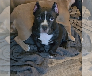 American Bully Puppy for sale in PADUCAH, KY, USA