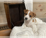 Puppy 3 Jack-Rat Terrier
