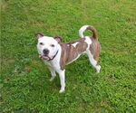 Small #13 American Pit Bull Terrier Mix