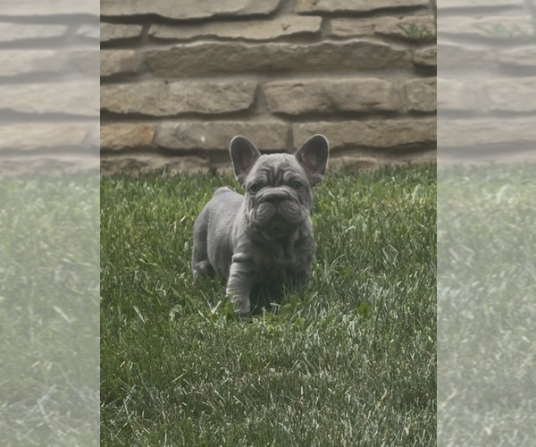 Medium Photo #25 French Bulldog Puppy For Sale in SUSSEX, WI, USA