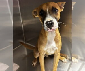 Labrador Retriever-Unknown Mix Dogs for adoption in Sterling, MA, USA