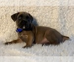 Small Photo #29 Cane Corso Puppy For Sale in HESPERIA, CA, USA