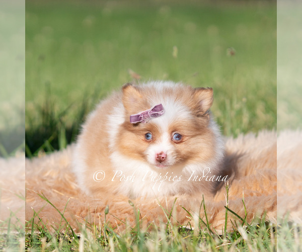 Medium Photo #6 Pomeranian Puppy For Sale in WARSAW, IN, USA