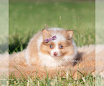 Small #5 Pomeranian