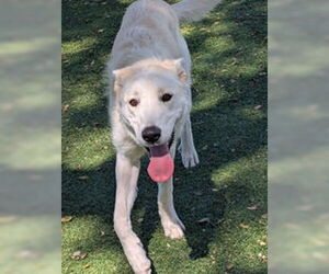 Siberian Husky Dogs for adoption in Salinas, CA, USA