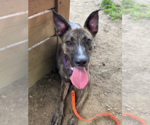 Small #34 Labrador Retriever-Mountain Cur Mix