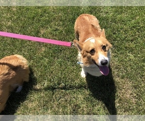 Father of the Pembroke Welsh Corgi puppies born on 06/27/2020