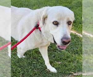 Labrenees Dogs for adoption in Woodland, CA, USA