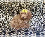 Small #7 ShihPoo