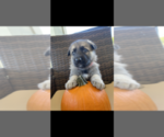 Small Photo #1 German Shepherd Dog Puppy For Sale in SUMMERVILLE, SC, USA