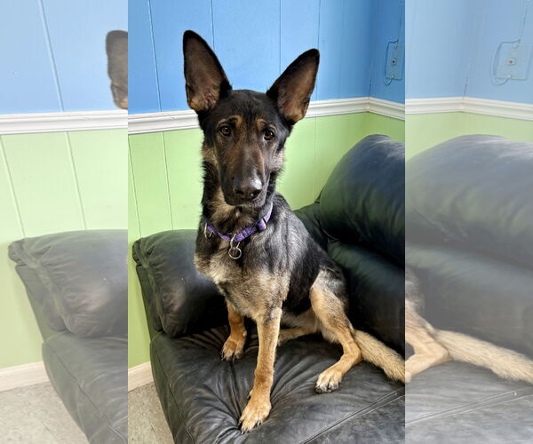 Medium Photo #1 German Shepherd Dog Puppy For Sale in Spring Lake, NJ, USA