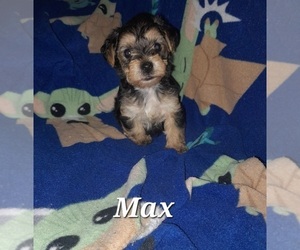 Poodle (Toy)-YorkiePoo Mix Puppy for sale in SHELBY, NC, USA
