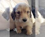 Small Photo #3 Dachshund Puppy For Sale in FEDERAL HEIGHTS, CO, USA
