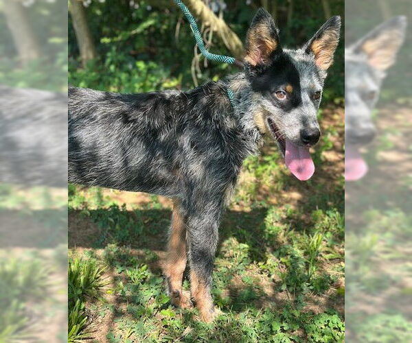 Medium Photo #3 Mutt Puppy For Sale in Newfoundland, PA, USA