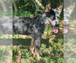 Small #2 Mutt