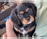 Small #7 Cavalier King Charles Spaniel