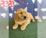 Small #18 Golden Retriever