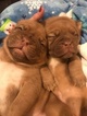 Small Photo #2 Dogue de Bordeaux Puppy For Sale in BRIAROAKS, TX, USA