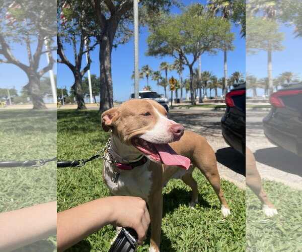 Medium Photo #8 Mutt Puppy For Sale in Sanford, FL, USA